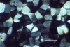 Link to full size image of micrograph 165