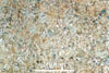 Link to full size image of micrograph 280