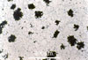 Link to full size image of micrograph 368