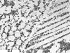 Link to full size image of micrograph 665