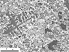 Link to full size image of micrograph 696