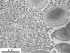 Link to full size image of micrograph 699