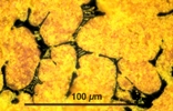 Link to full size image of micrograph 876
