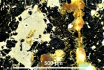 Link to full size image of micrograph 891