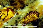 Link to full size image of micrograph 893