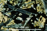 Link to full size image of micrograph 901