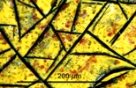 Link to full size image of micrograph 939