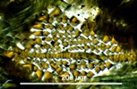 Link to full record for micrograph 965