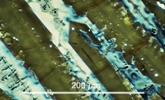 Link to full record for micrograph 970